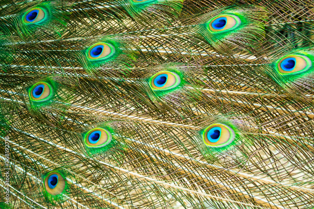 Obraz premium Beautiful Indian male peacock bird's colorful long tail feather pattern background
