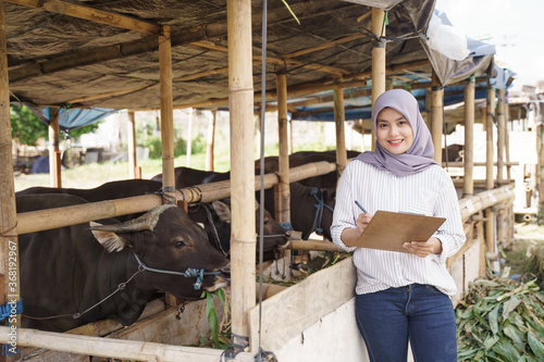 muslim asian woman farmer standing in the farm with cow on the background