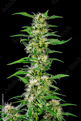 Growing cannabis plants