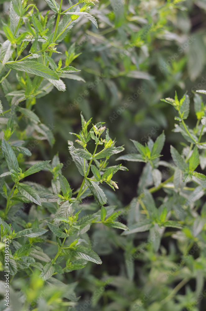 Sprigs of mint growing in the garden Sprigs of mint growing in the garden