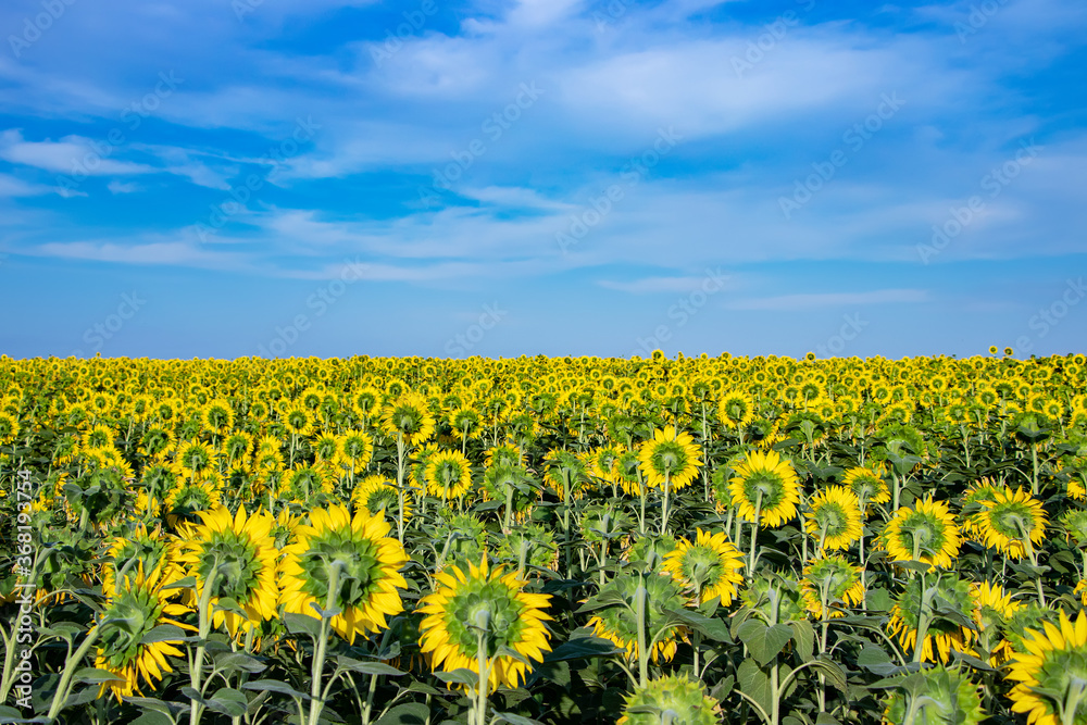 Field of backwards-facing giant sunflowers on a sunny summer day