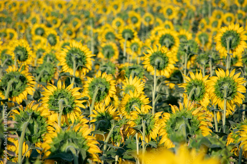 Field of backwards-facing giant sunflowers on a sunny summer day Field of backwards-facing giant sunflowers on a sunny summer day