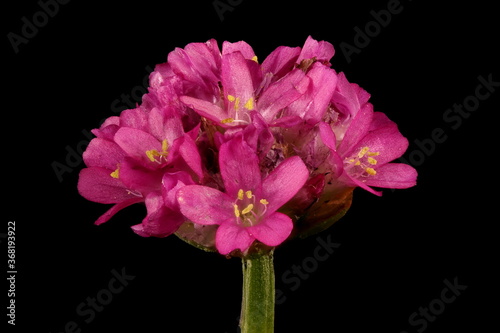 Fototapeta Naklejka Na Ścianę i Meble -  Thrift (Armeria maritima). Flowering Capitulum Closeup