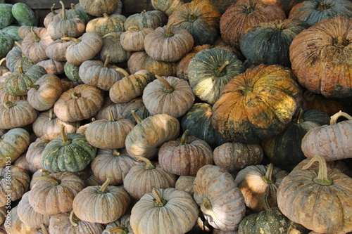 Pumpkins in Thailand, has dense bright yellow flesh. It takes longer to cook than its western cousins. When cooked, fug tong is sweet, nutty and gummy similar to red potato’s texture.