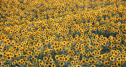 Sunflower natural background. Sunflower blooming field