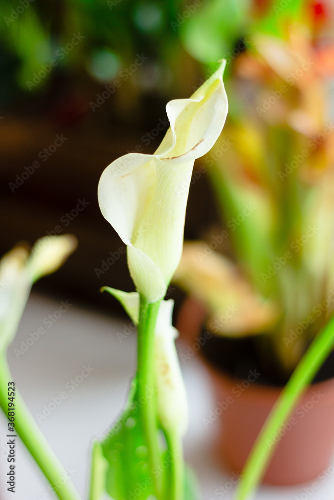 Obraz premium White calla lily flower growed as a home plant.