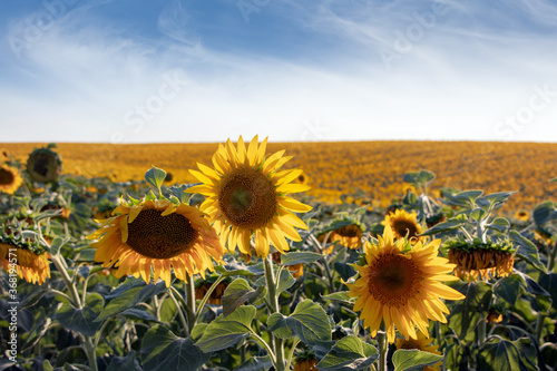 Sunflower natural background. Sunflower blooming