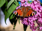 painted lady butterfly with buddleja davidii