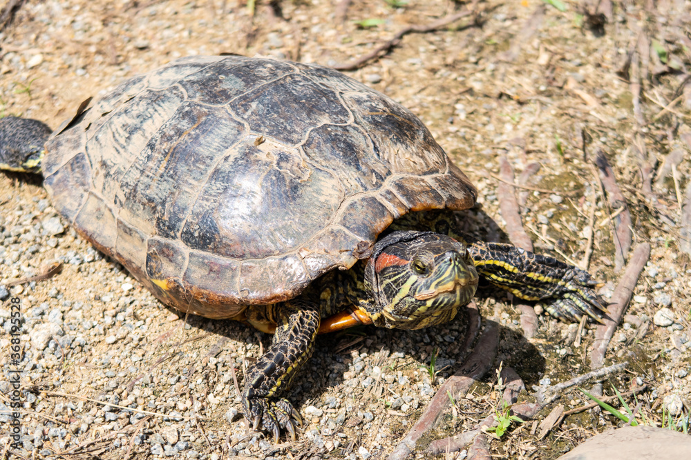 Colorful red-eared slider turtle (Trachemys scripta elegans, red-eared terrapin, red-eared slider turtle, red-eared turtle, slider turtle) in Wei Tuo Fa Gong Buddhist Temple in Pulau Ubin, Singapore.