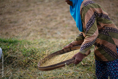 Valokuva Indonesian traditional hand rice machine, farmers are sifting or grinding rice, separating the rice seeds with the stems of the plant
