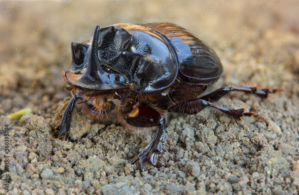 Copris lunaris (Scarabeidae), male, one of the local so called dung beetles.