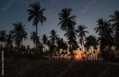 tropical palm tree and Flower meadow with sun light on sunset sky © T i M e L a P s E