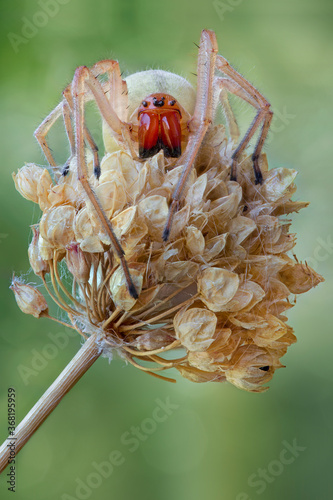 Cheiracanthium punctorium, one of several species commonly known as the yellow sac spider, is a spider found from central Europe to Central Asia. photo