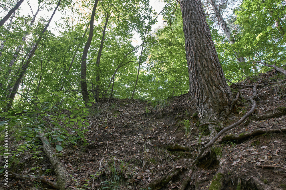 Ichalkovsky Forest, Nizhny Novgorod Oblast. Ichalkovsky Forest, Nizhny Novgorod Oblast.