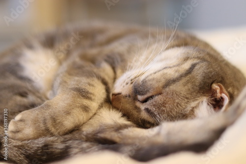 丸くなって眠る猫アメリカンショートヘア American shorthair cat that curls up and sleeps.