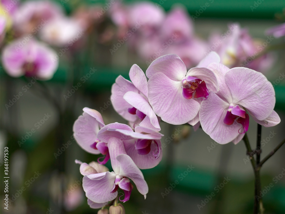 Repeated orchid flowers, selective focus. Beautiful orchids. Repeated orchid flowers, selective focus. Beautiful orchids.