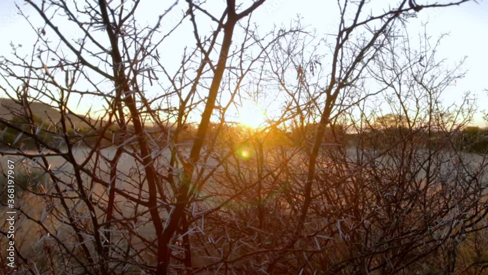 morning sunrise in a bush area with focus on white pendoring bush morning sunrise in a bush area with focus on white pendoring bush