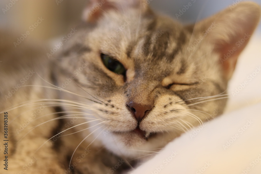 ニヒルに笑う猫アメリカンショートヘア
American short hair of a cat smiling grinning.