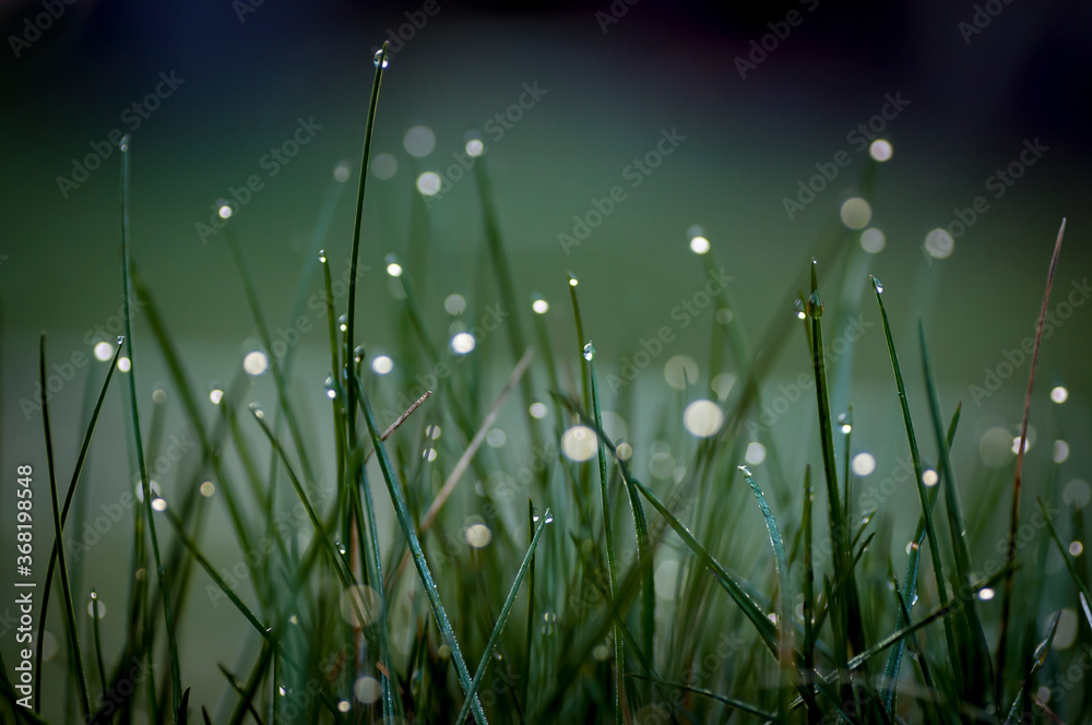 Fototapeta premium Trawa makro