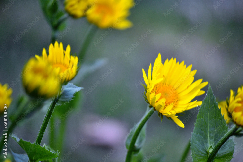 Yellow daisies in the spring garden, close-up