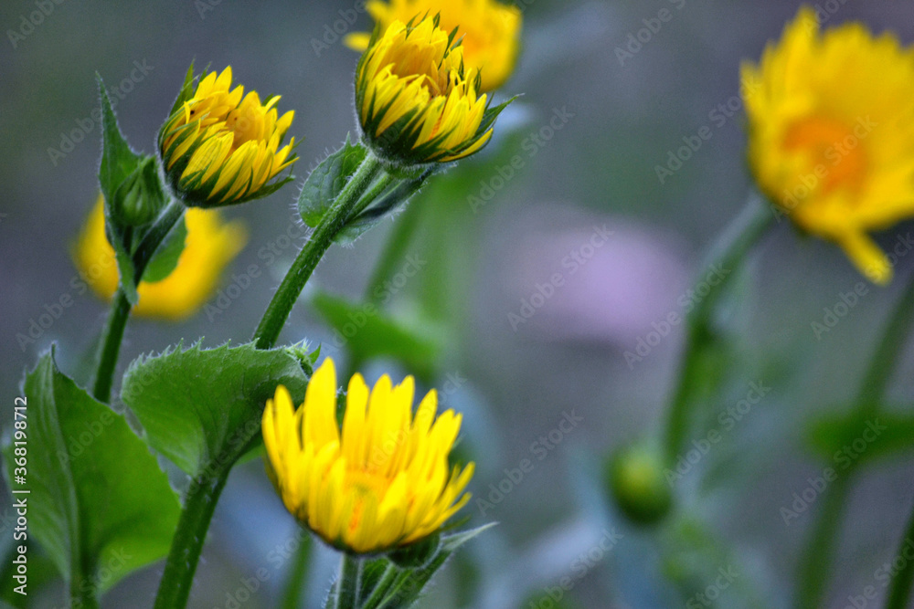 Yellow daisies in the spring garden, close-up Yellow daisies in the spring garden, close-up