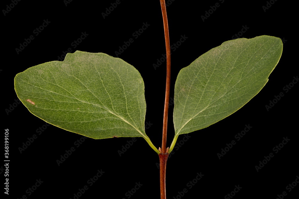Snowberry (Symphoricarpos albus). Twig and Leaves Closeup Snowberry (Symphoricarpos albus). Twig and Leaves Closeup
