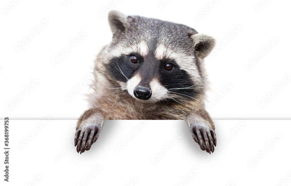 Plakat Cute Raccoon with Paws Over White Sign