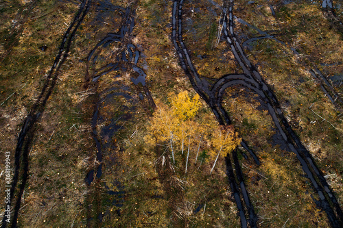 An aerial view of birch seed trees  left on a cfresh muddy clear-cut area in Estonia during autumn , Northern Europe.  photo