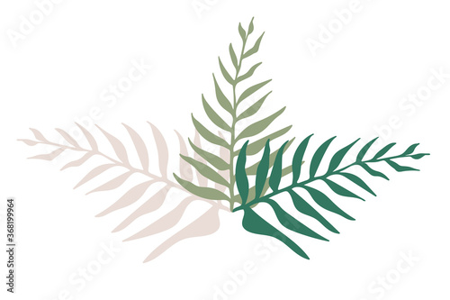 Palm leaves isolated on white background. Clip-art, vector tropical plant.