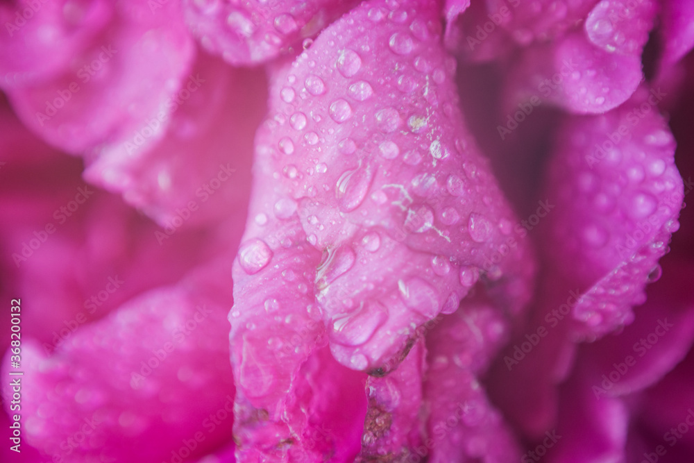 peony petals texture with water drops peony petals texture with water drops