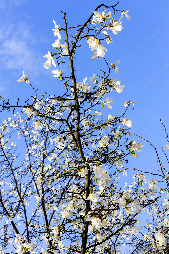 Authentic landscape magnolia flowers against the sky, backlit, backlight, as a background for setting advertising. Authentic landscape magnolia flowers against the sky, backlit, backlight, as a background for setting advertising.