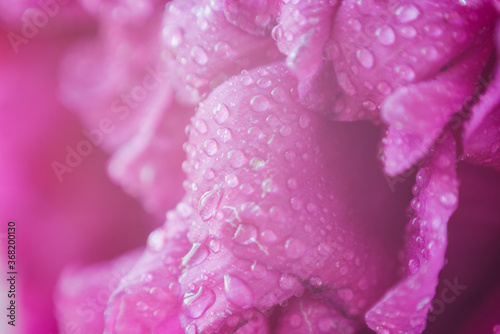 peony petals texture with water drops