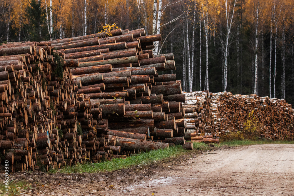 Large wood pile next to a frersh clear-cut area during autumn months in Estonia. 