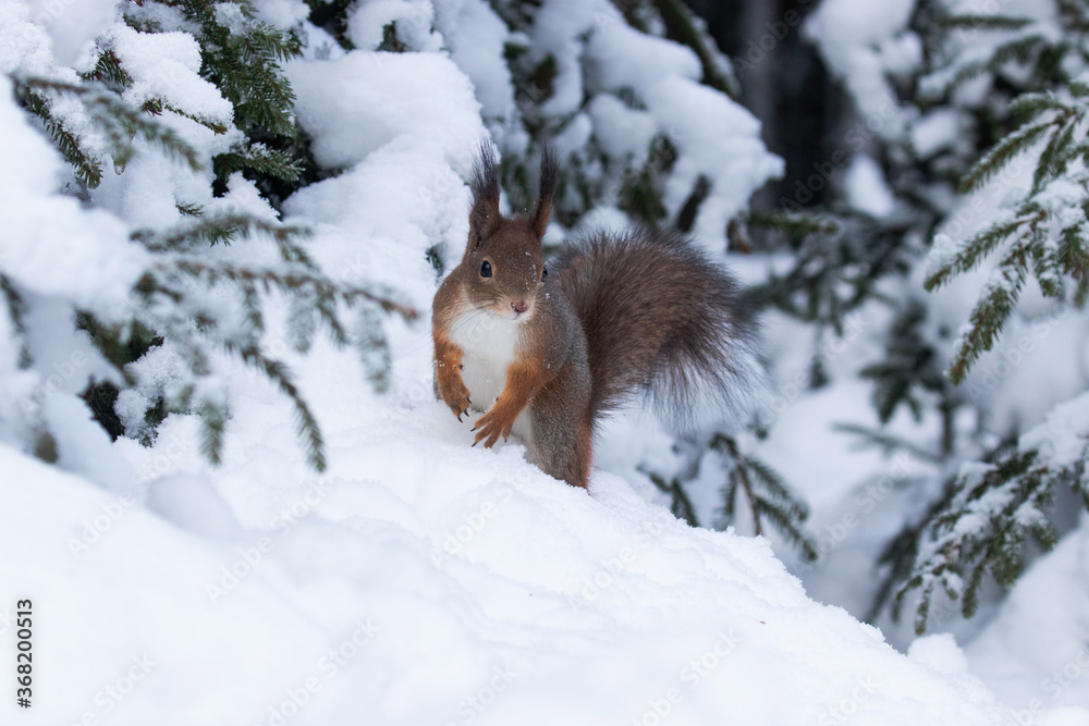 A small and curios Red squirrel (Sciurus vulgaris) looking for some food in snow in winter wonderland in Estonian boreal forest, Northern Europe A small and curios Red squirrel (Sciurus vulgaris) looking for some food in snow in winter wonderland in Estonian boreal forest, Northern Europe