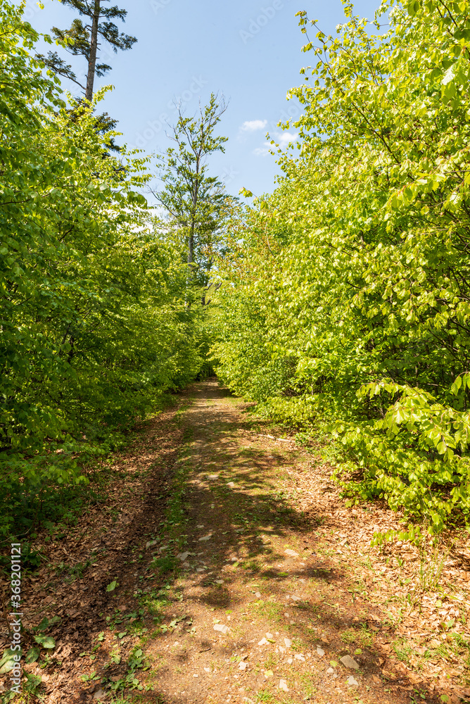 Fresh green springtime deciduous forest with hiking traul and bkue sky