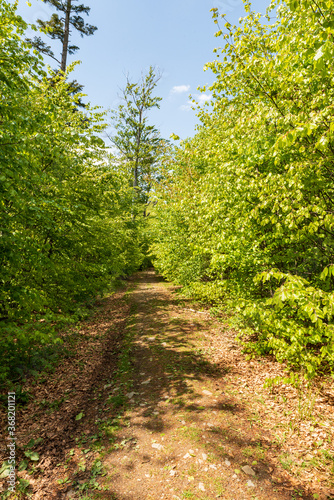Fresh green springtime deciduous forest with hiking traul and bkue sky photo