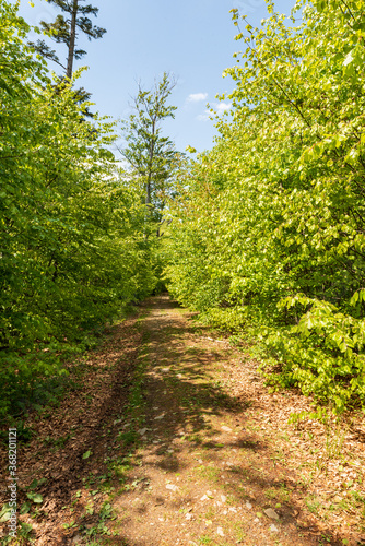 Fresh green springtime deciduous forest with hiking traul and bkue sky