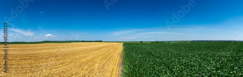 Soybean field in summer