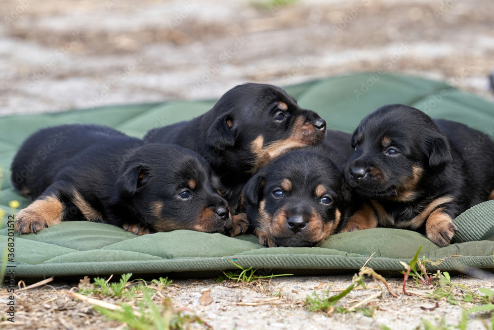 Obraz premium Jack Russell terrier puppies. Close-up portrait, lie on a green cloth