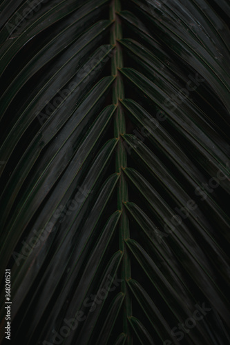 Strong deep green palm tree leaves with dark background