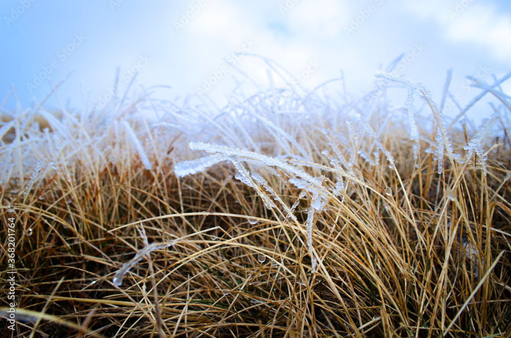 Fototapeta premium L'erba ghiacciata