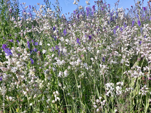 blue and white flowers