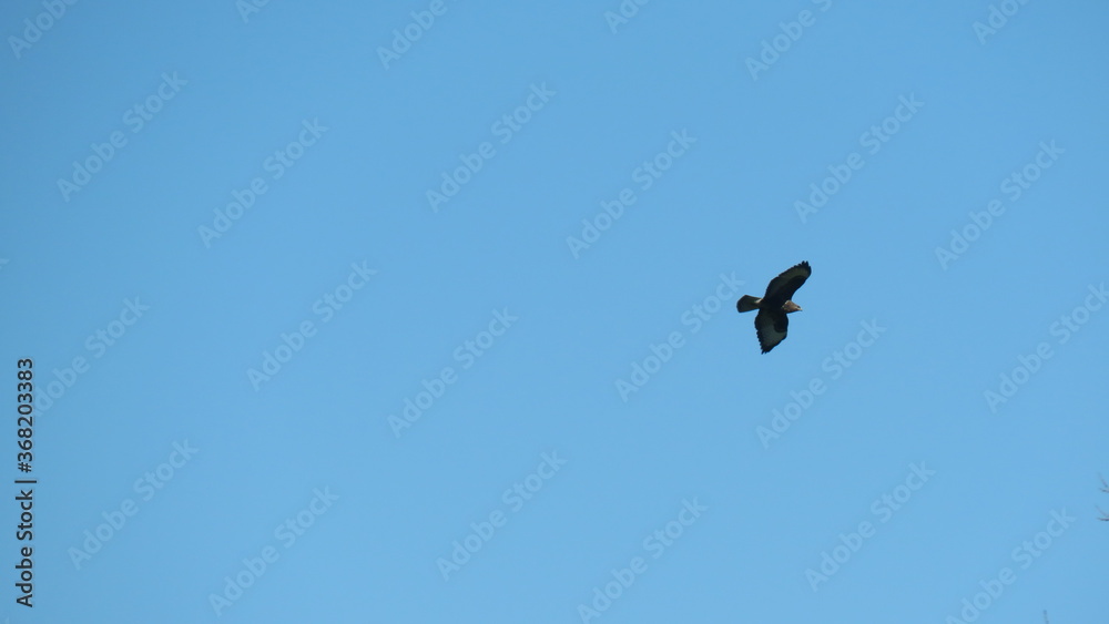 Fototapeta premium Poiana in volo 