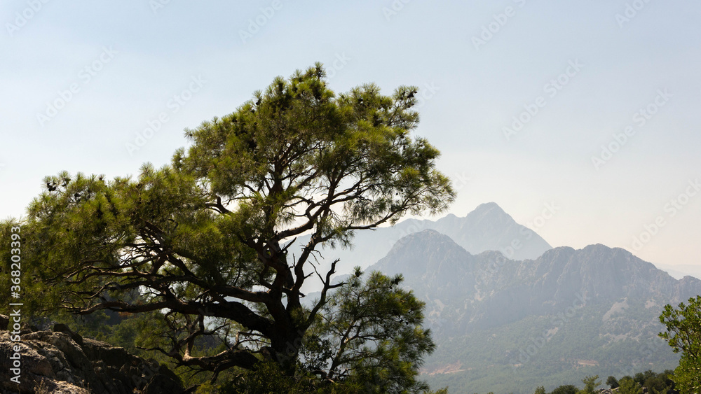 tree on the background of majestic mountains, summer