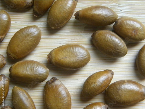 Brown tan color raw dried seed of Soursop fruit photo