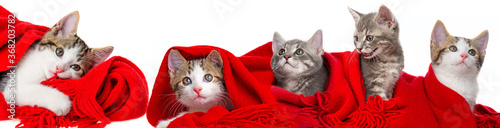 cute kittens playing with a red scarf