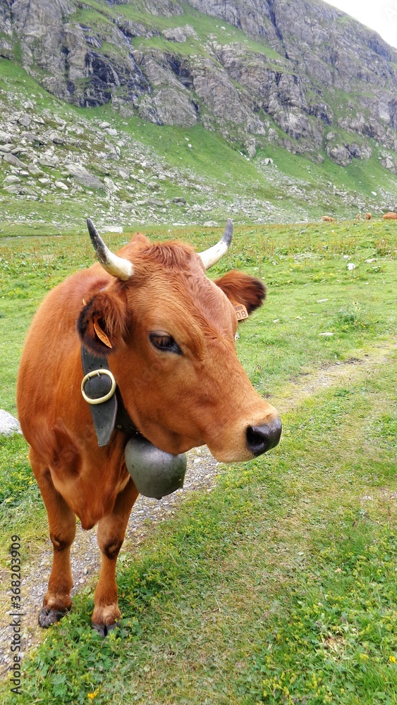 Tarentaise ou Tarine, la vache emblématique de SAVOIE Tarentaise ou Tarine, la vache emblématique de SAVOIE