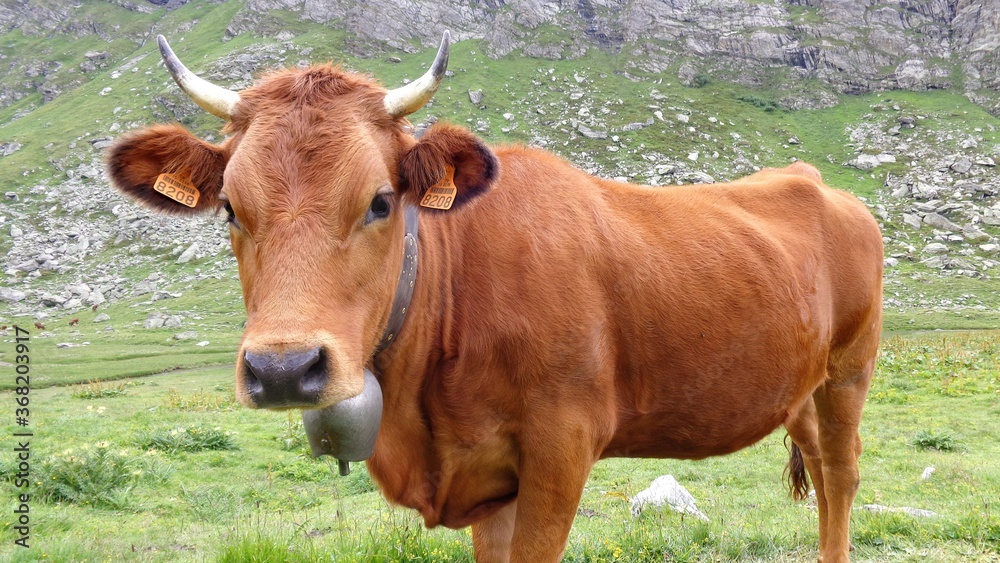 Tarentaise ou Tarine, la vache emblématique de SAVOIE
