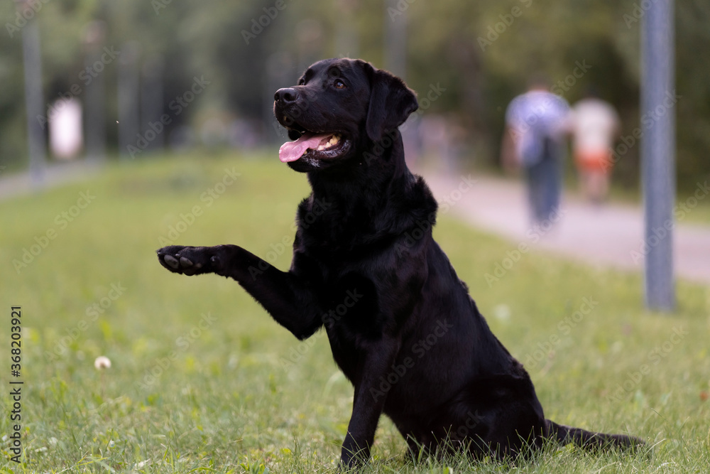 Black Labrador sitting with his paw raised. A black dog sits on the lawn with his paw raised. Labrador retriever. Black Labrador sitting with his paw raised. A black dog sits on the lawn with his paw raised. Labrador retriever.