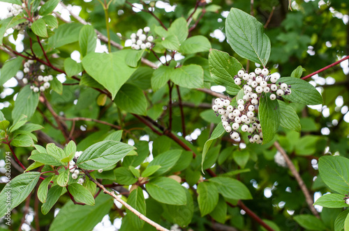 Obraz na płótnie a red osier dogwood plant with white berries w salonie